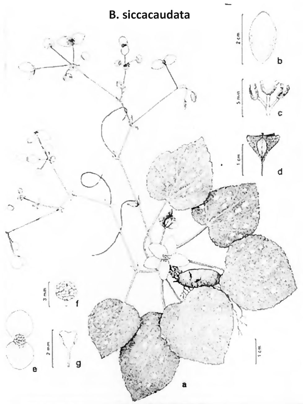 B. siccacaudata
